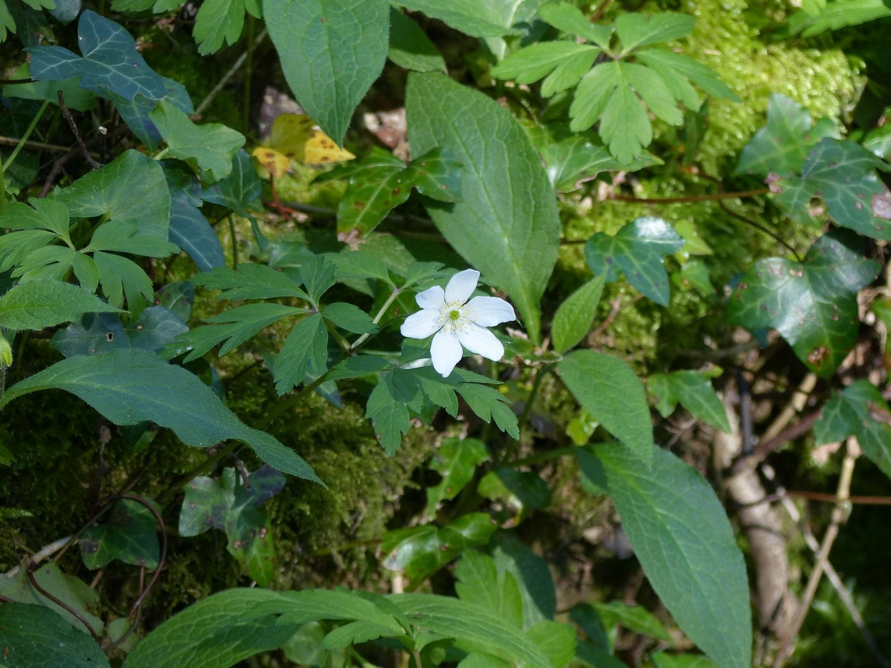 fleur
