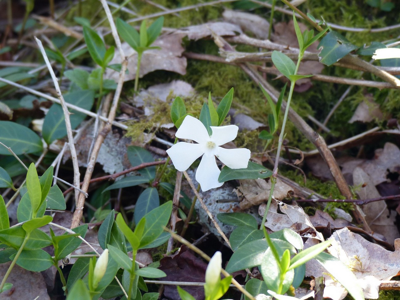 fleur
