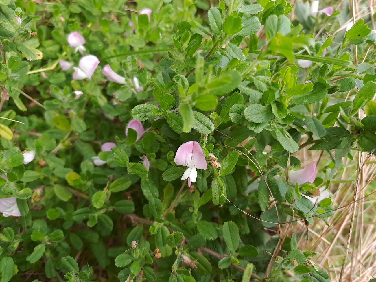 fleur