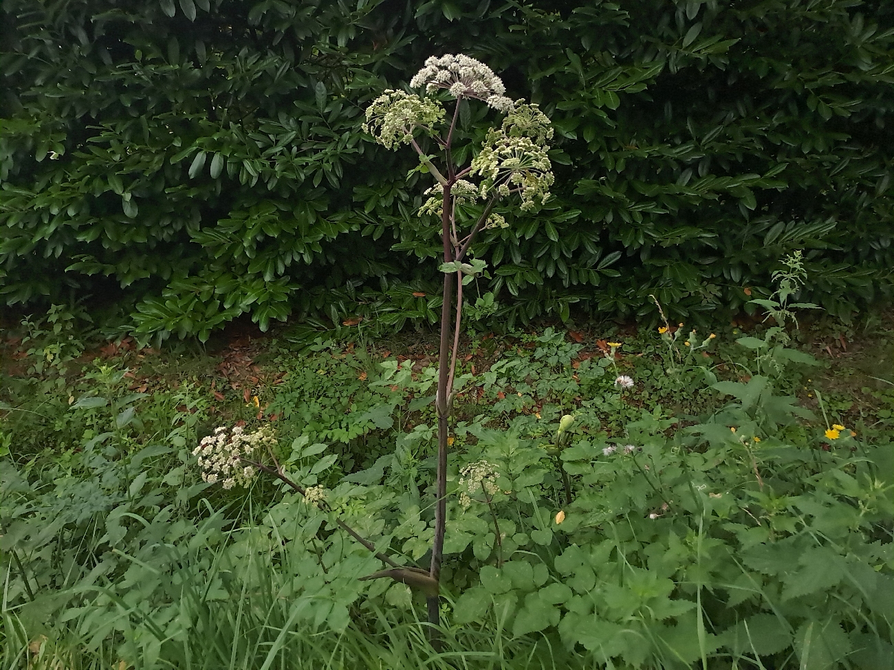 fleur