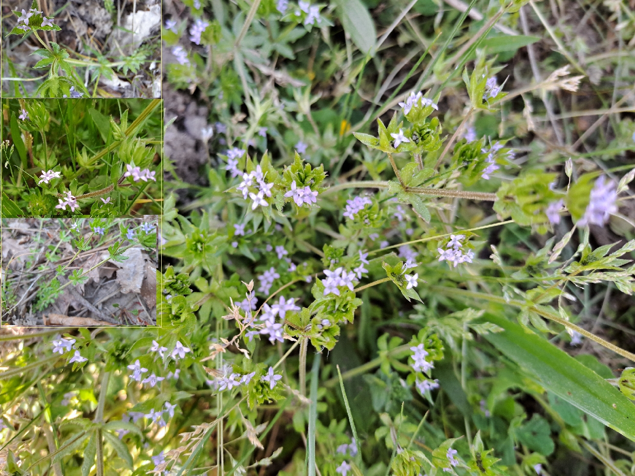 fleur
