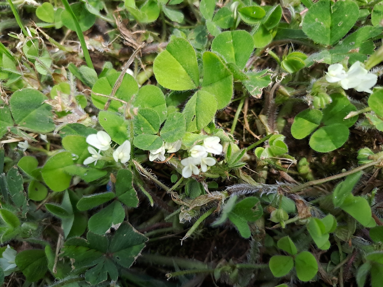 fleur