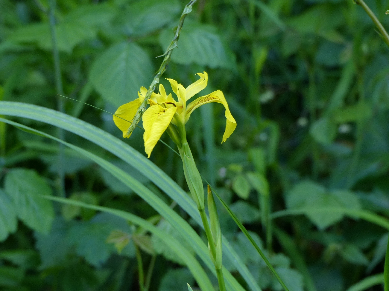fleur