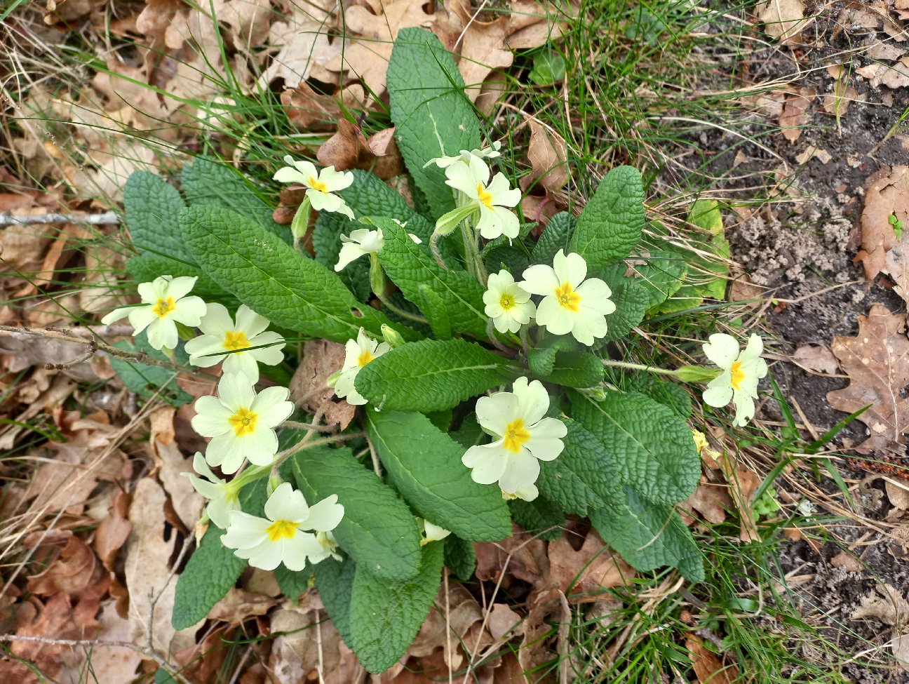 fleur