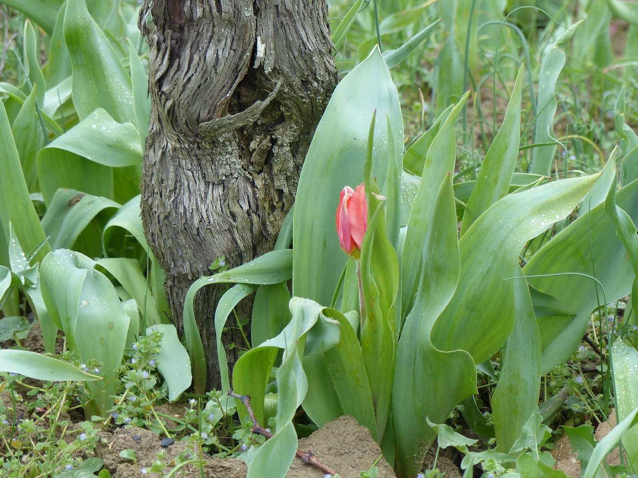 fleur