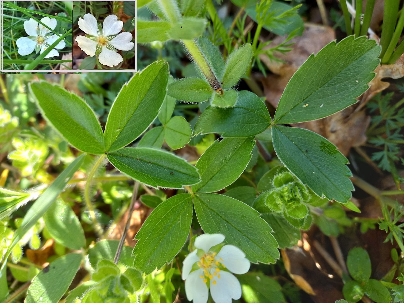 fleur