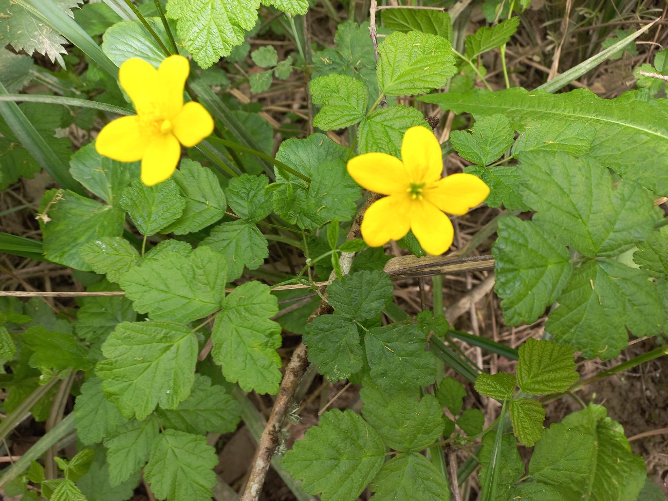 fleur