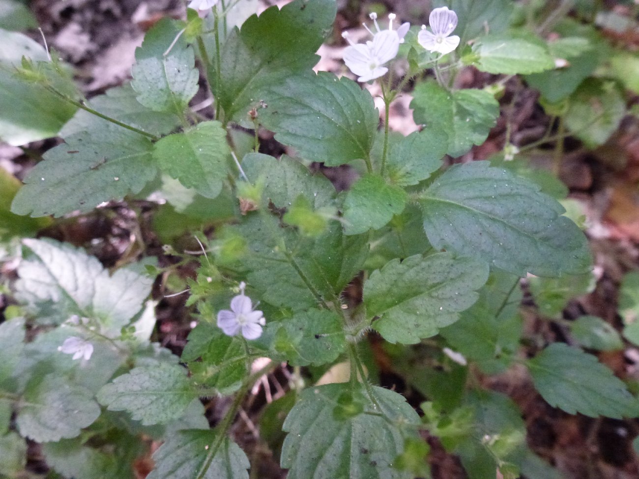fleur
