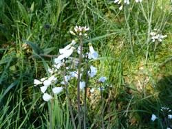 fleur