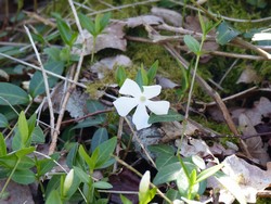 fleur