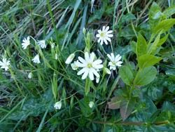 fleur