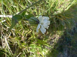 fleur