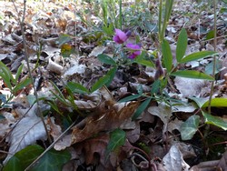 fleur