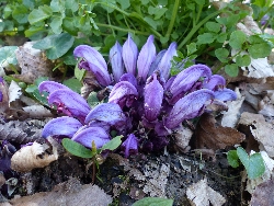 fleur