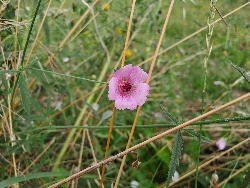 fleur