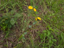 fleur