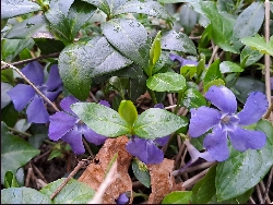 fleur