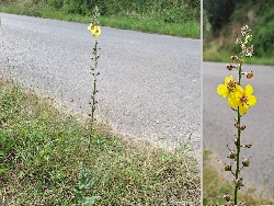fleur