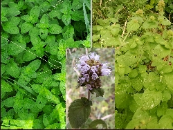 fleur