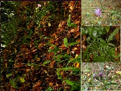 fleur