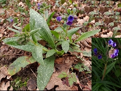 fleur