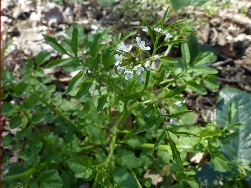 fleur