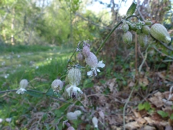 fleur
