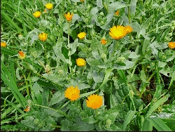 fleur