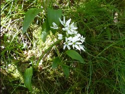 fleur