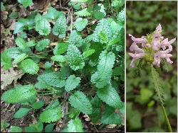 fleur