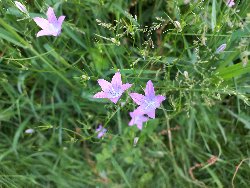 fleur