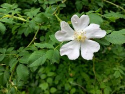 fleur