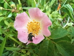 fleur