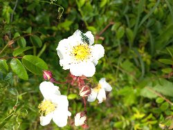fleur