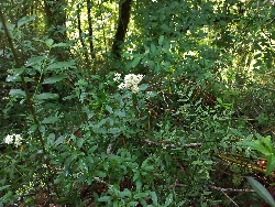 fleur