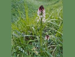 fleur