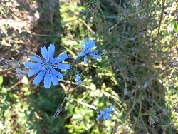 fleur