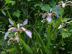 fleur