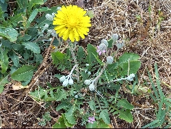 fleur