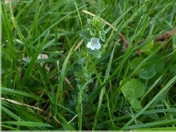 fleur