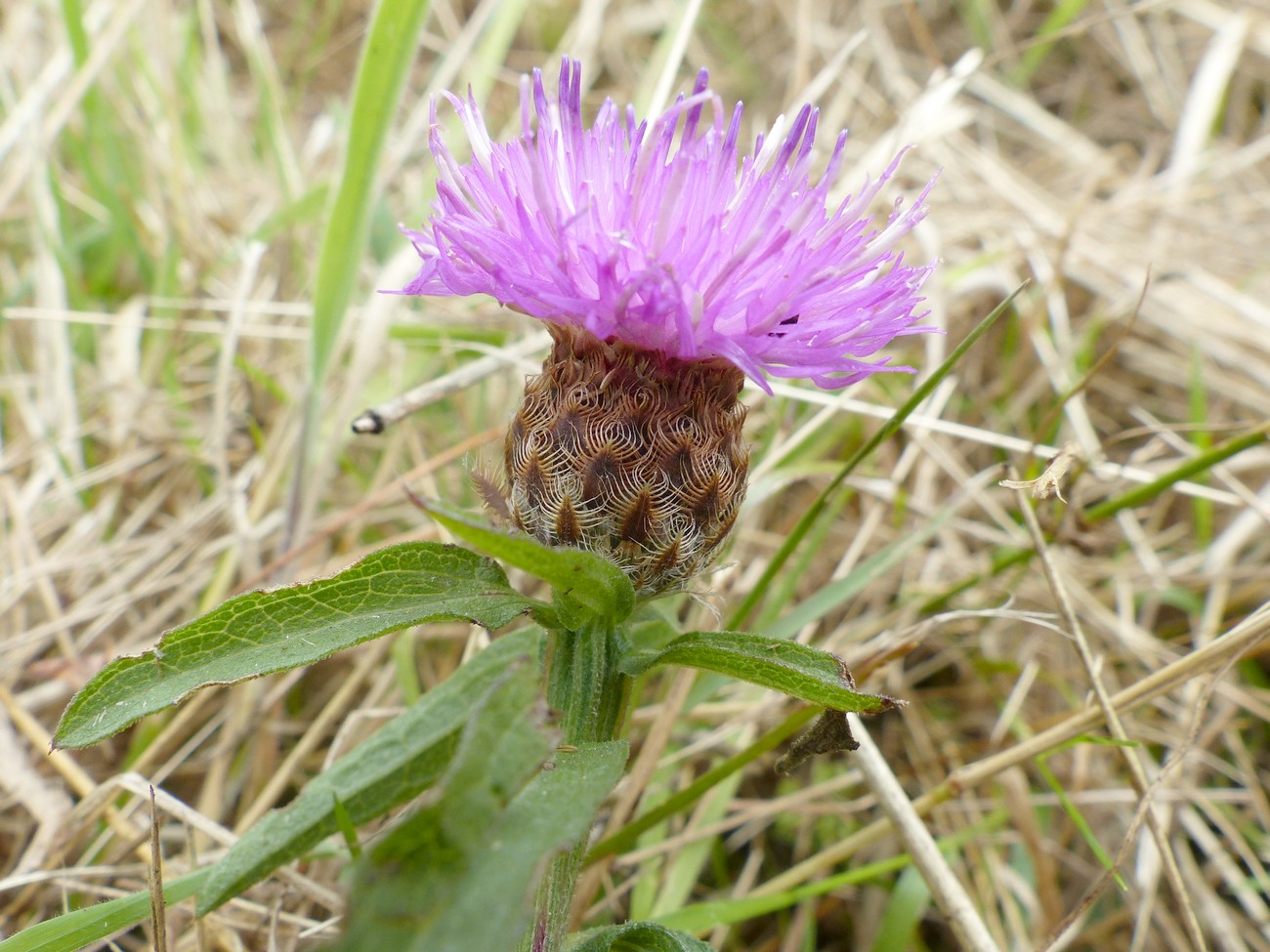 fleur