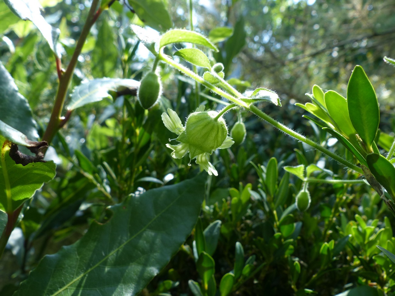 fleur