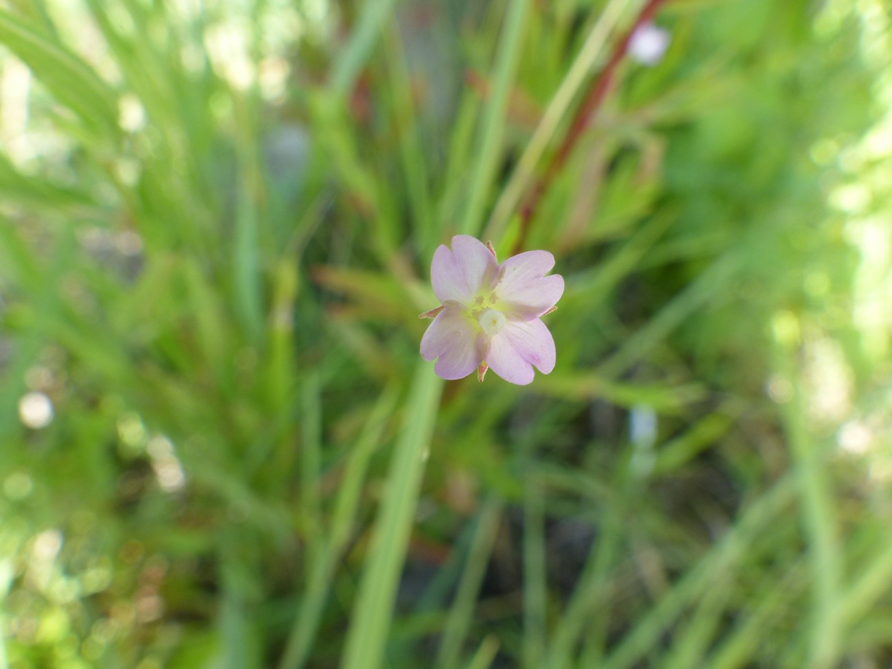 fleur