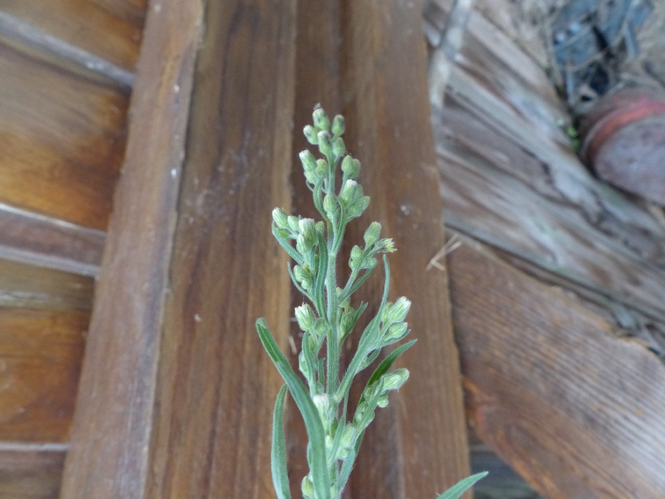 fleur