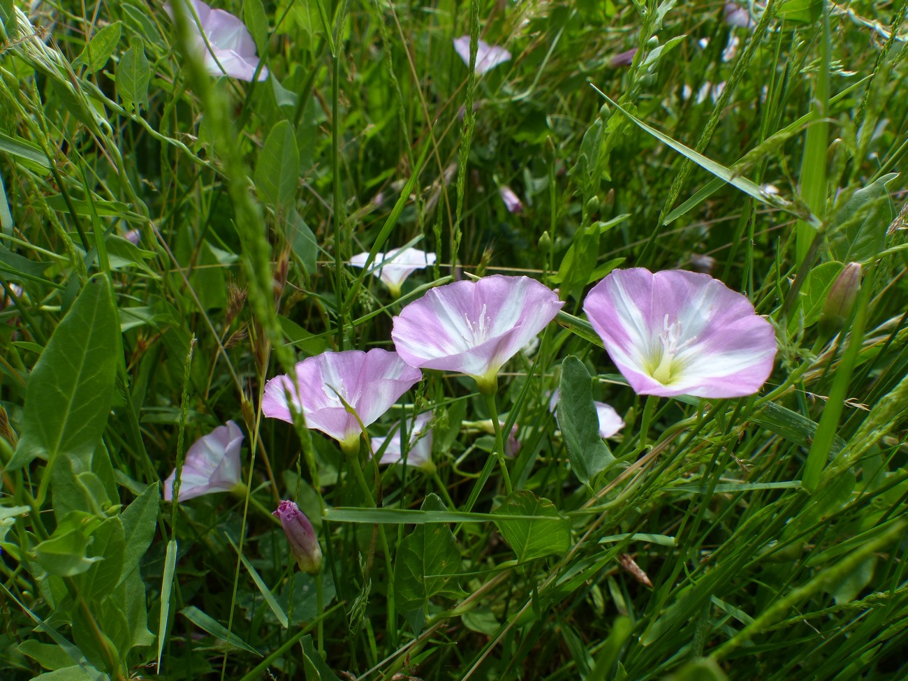 fleur