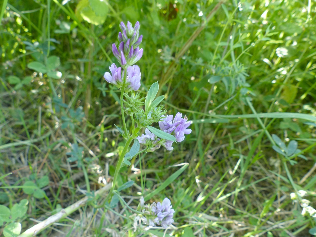 fleur
