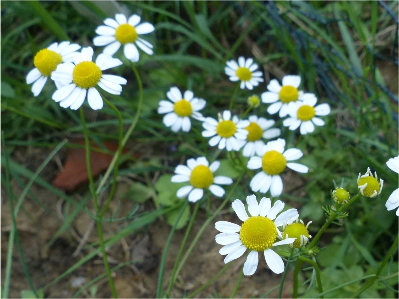 fleur