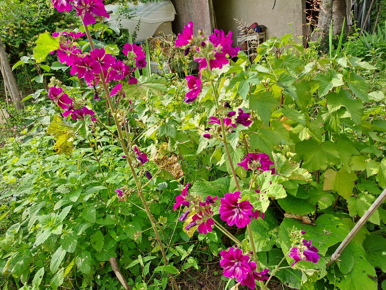 fleur