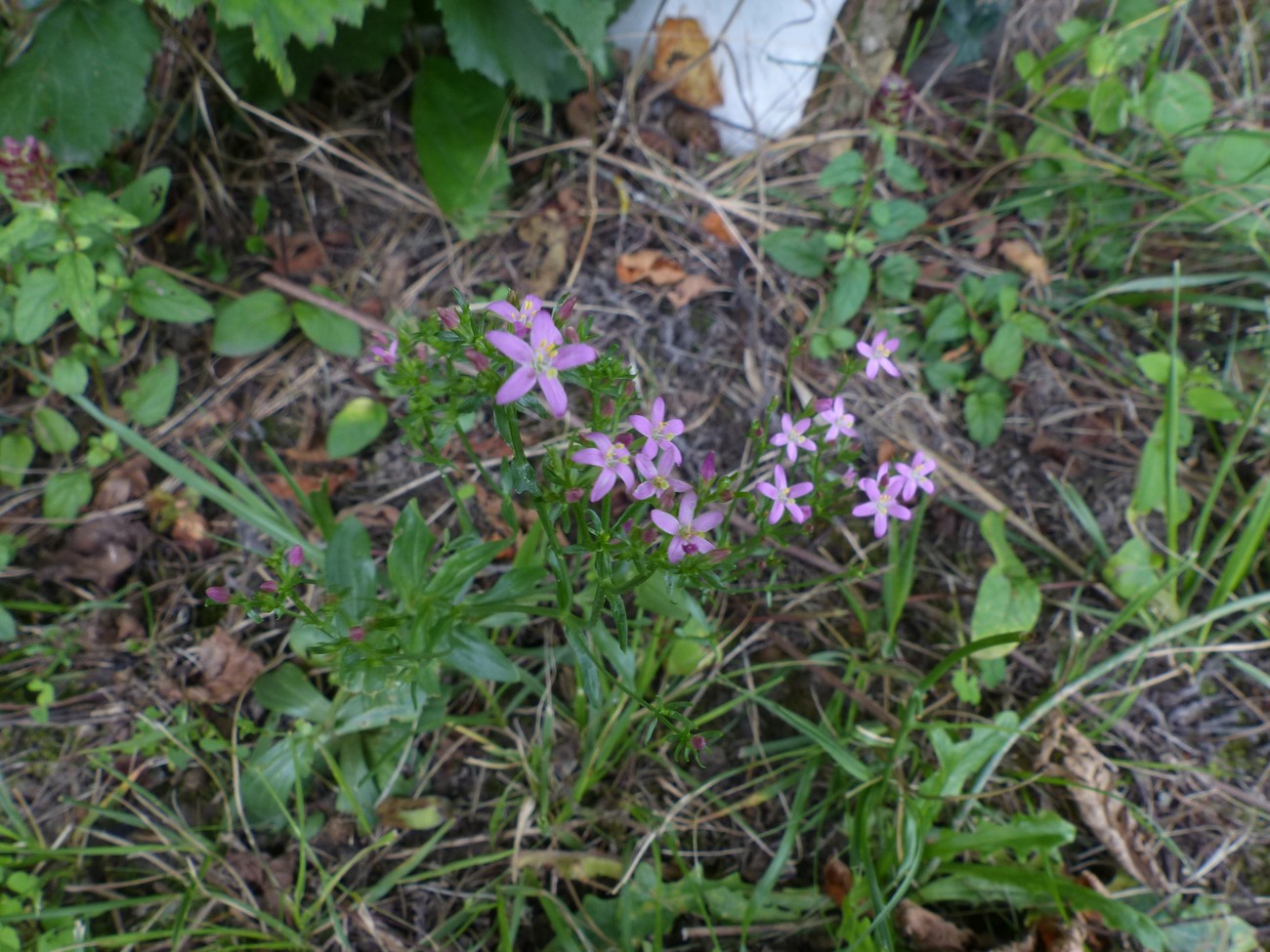 fleur