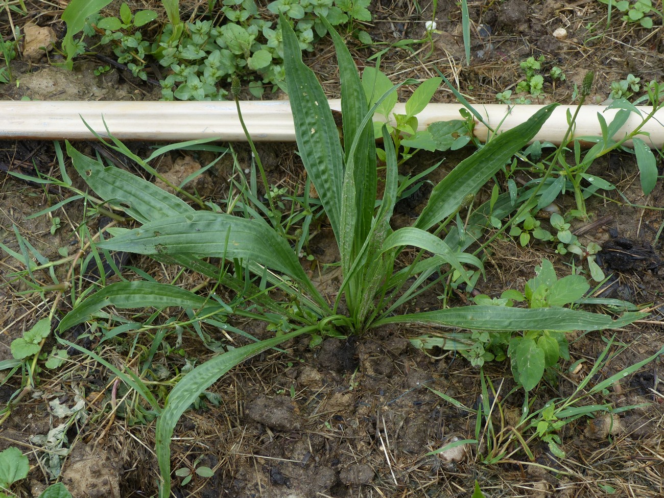 fleur